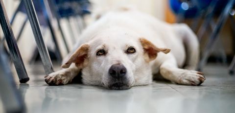 A dog like this one can reduce students' anxiety.