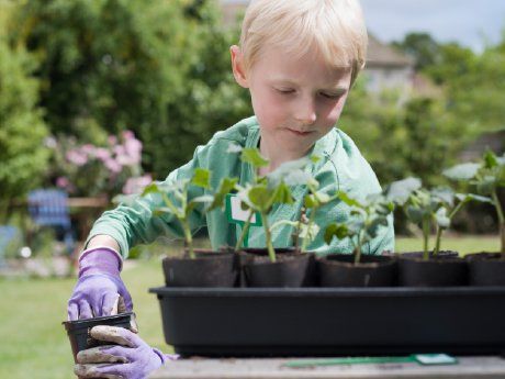 Boy wearing gardening gloves working with starter plants
