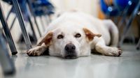 A dog lying patiently on the floor in a classroom between rows of chairs