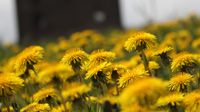 A field of yellow dandelions