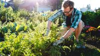 A blond, short-haired man is kneeling in a garden, gardening. It's sunny outside, and he's wearing glasses, a blue, plaid, button up shirt rolled up at the sleeves, and beige khaki shorts.
