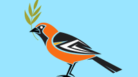 Illo of a Baltimore Oriole with an olive branch in its mouth