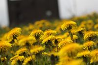 A field of yellow dandelions