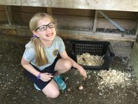 A young girl working in a chicken coop, pointing to a freshly laid egg