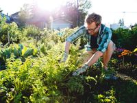 A blond, short-haired man is kneeling in a garden, gardening. It's sunny outside, and he's wearing glasses, a blue, plaid, button up shirt rolled up at the sleeves, and beige khaki shorts.