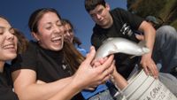 Girls trying to hold on to a large fish with a boy looking on