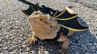 Classroom pet lizard