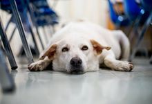 一只狗耐心地躺在教室的一排椅子之间的地板上