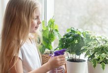 Elementary student waters plants on a window sill