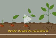 Seed grows to plant in science illustration with closed captioning. 