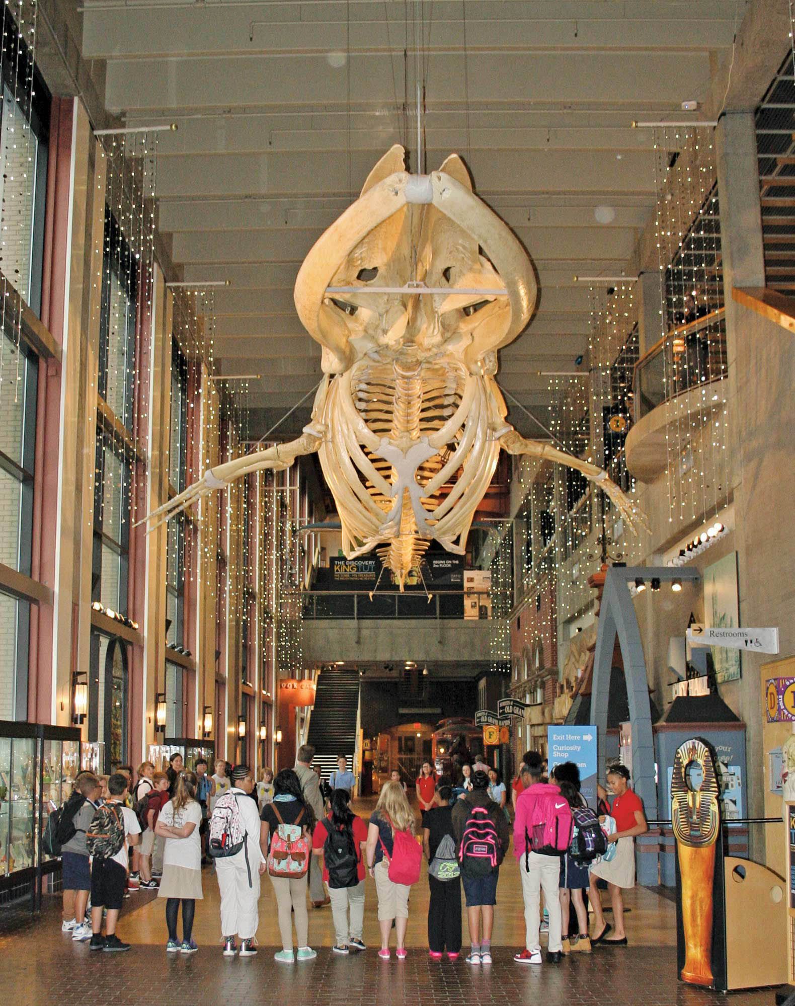 Students gather in the entrance under a fin whale skeleton, which the museum acquired in 1905. The growing school currently houses 120 sixth- and seventh-grade students.