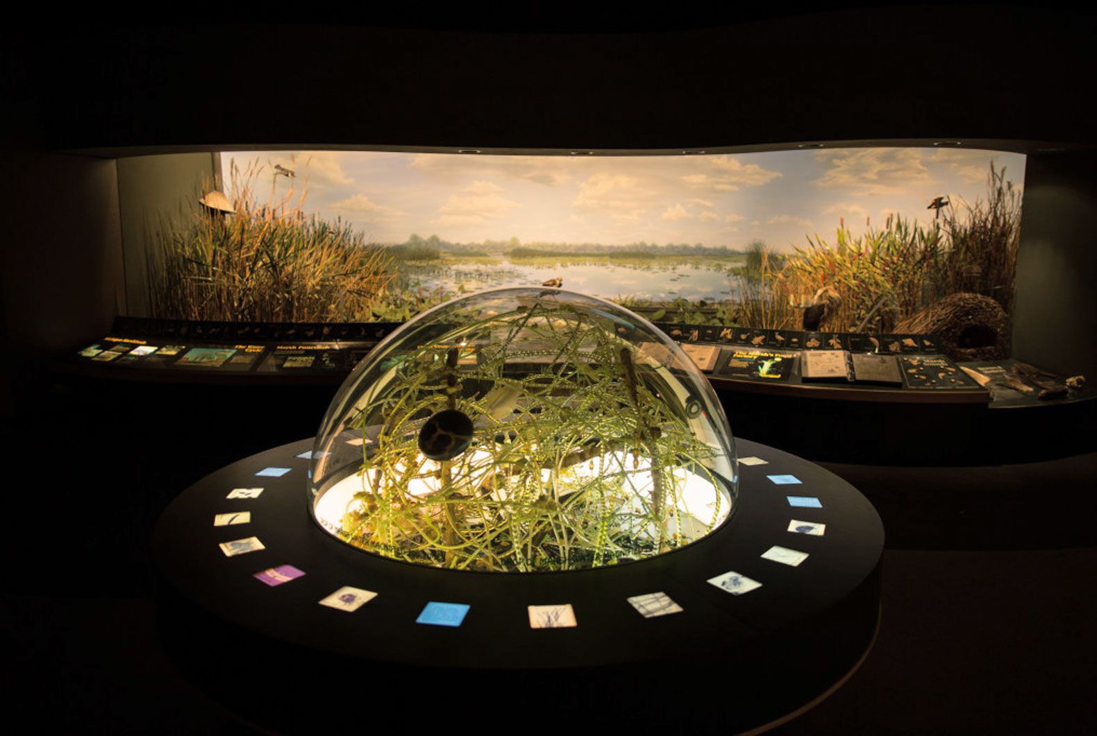 The museum’s “Western Michigan Habitats” exhibit reinforces the school’s place-based learning philosophy—displaying common ecosystems found in the region, such as the marshland pictured here.
