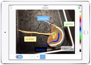 An annotated science drawing on the app Seesaw