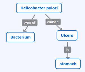 An example of a concept map that shows the relationship between different concepts. For example "Heliobacter pylori" and "Bacterium" are connected by the word "type of".